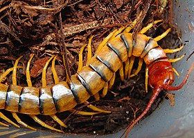 Scolopendra polymorpha