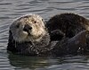 A sea otter wraps itself in kelp