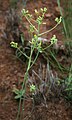 Senecio oxyriifolius