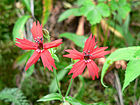 Silene virginica