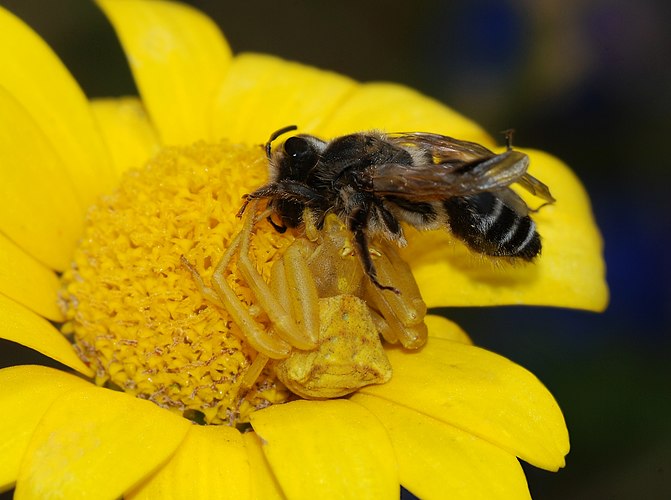 Паук-бокоход Thomisus sp. схватил пчелу андрену (cf. Andrena sp.), замаскировавшись на цветке Пупавки красильной (Anthemis tinctoria)