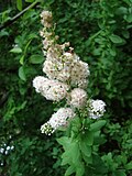 Miniatura para Spiraea latifolia