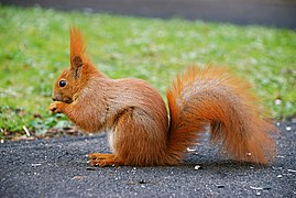 Sciurus vulgaris (Rodentia).