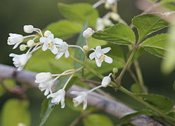 Fleurs de Staphylea bumalda