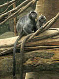 Miniatura para Trachypithecus cristatus