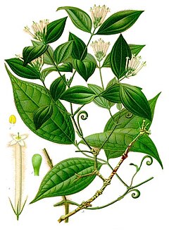 Description de l'image Strychnos toxifera - Köhler–s Medizinal-Pflanzen-267.jpg.
