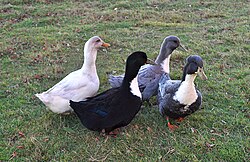 Canards à bavette de Suède splash (à gauche), noir (au centre) et bleu (à droite)