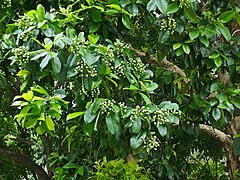 Flower buds and foliage