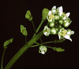 Smiltyninė pašuolė (Teesdalia nudicaulis)