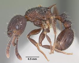 Tetramorium pleganon