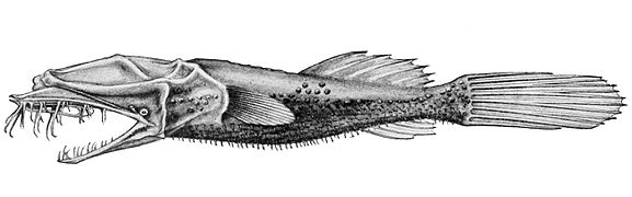 Thaumatichthys pagidostomus.