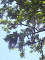 悬挂在枝条上的Tillandsia usneoides