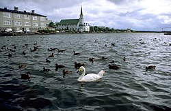 Jezero Tjörnin a ptáci