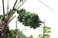 中之島で栽培されているトカラバナナ