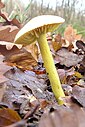 Schwefelritterling (Tricholoma sulphureum)