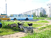 Тролейбус ЗіУ-682ГН (№ 1) на околиці Твері