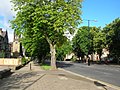 Trees and verges on Victoria Avenue, donated by Ellis