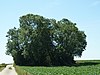 Tumulus Bortombe