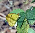 White Orange Tip Ixias marianne