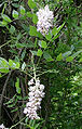 W. frutescens subsp. macrostachya