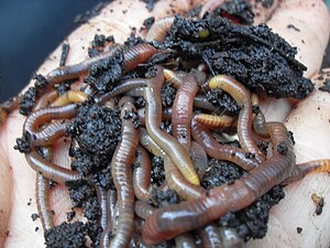 English: A handful of healthy worms coming out...
