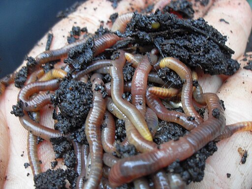 Worms-from-coffee-compost-pile