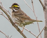 Желтобровая овсянка (Emberiza chrysophrys) Остров Чхонг, Корея 2012.jpg