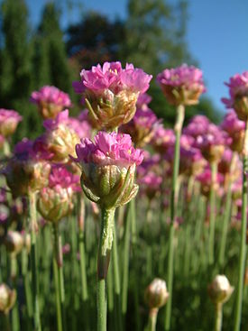 Armeria maritima