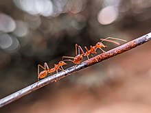 Two Weaver ants walking in tandem "Follow the leader".jpg