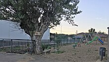Árbol y parque infantil en Gallegos de Curueño