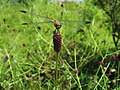 ワレモコウ （バラ科） Sanguisorba officinalis