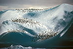 Adéliepingviner på ett isberg.