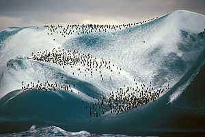 Iceberg with a resting group of Adelie penguin...