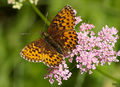 Natterwurz-Perlmutterfalter, Boloria titania