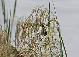 Acrocephalus rufescens ansorgei