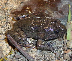 ♂ Adelotus brevis