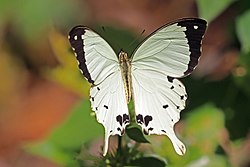 Kipepeo mikia-mbayuwayu mweupe (Papilio dardanus)