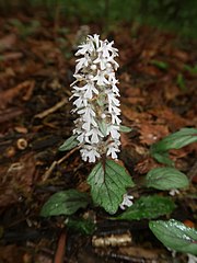 花は淡紫白色の唇形で、茎の上部に5-10段になる花穂をつける。