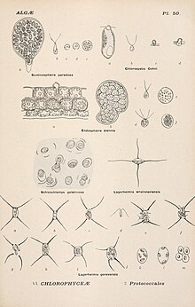 S. paradoxa (좌측 상단 그림)