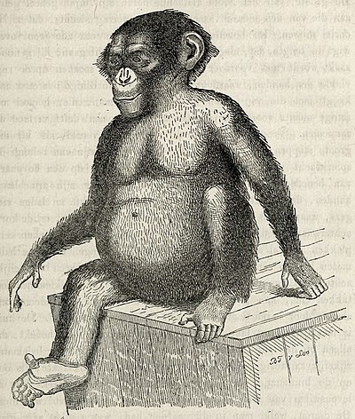 Jonge chimpansé