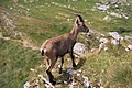 Uno stambecco sul sentiero che giunge al Pizzo dei Tre Signori dal Rifugio Grassi