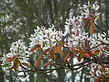 Amelanchier x grandiflora.jpg