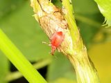 Menierood zuringspitsmuisje op een zuring