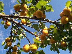 Apricot tree.jpg