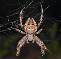 Miniatura per Araneus diadematus