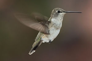 Black-chinned Hummingbird -- Moab, Utah, USA