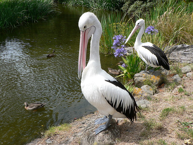 http://upload.wikimedia.org/wikipedia/commons/thumb/1/16/Australian_pelican_Pengo.jpg/800px-Australian_pelican_Pengo.jpg