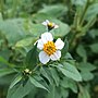 Miniatura para Bidens pilosa