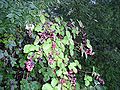 Khari-khari (genus Rubus)