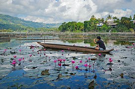 Traditional owong dugout canoes in Lake Sebu